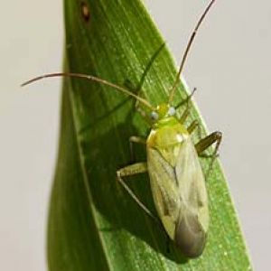  سنک غوزه پنبه: Adelphocoris lineolatus