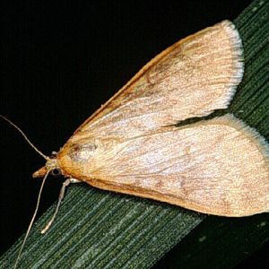 کرم ساقه خوار اروپایی ذرت: Ostrinia nubilalis