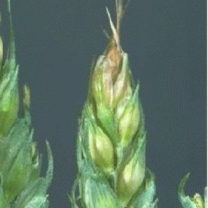 تریپس گندم: Haplothrips tritici