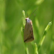 کرم برگ خوار برنج