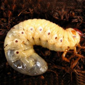 سوسک قهوه ای گندم:Anisoplia austriaca