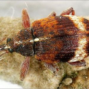 سرخرطومی سیب: Anthonomus pomorum