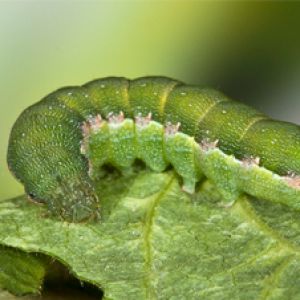  برگخوار چغندر قند: Sopdoptera exigua