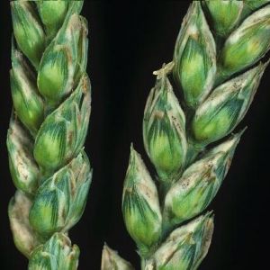 سفیدک سطحی گندم:Blumeria graminis