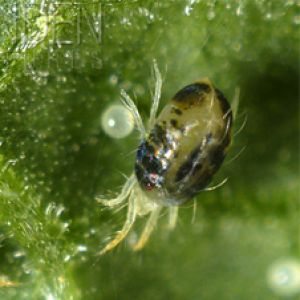 کنه تارتن: Tetranychus urticae