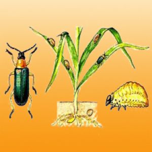  سوسک برگ خوار غلات:Lema melanopa