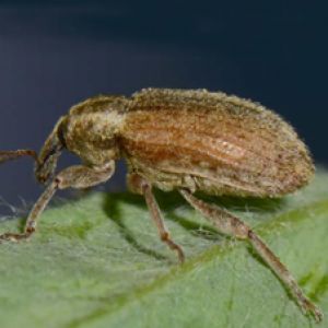  سرخرطومی برگ یونجه: Hypera postica