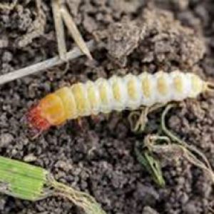  سوسک سیاه گندم: zabrus tenebrioides