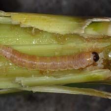 کرم ساقه خوار سزامیا