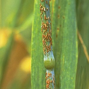 زنگ سیاه گندم:Puccinia graminis
