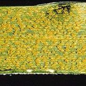 زنگ زرد گندم:Puccinia striiformis