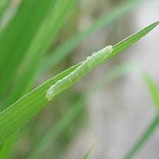 کرم برگ خوار برنج