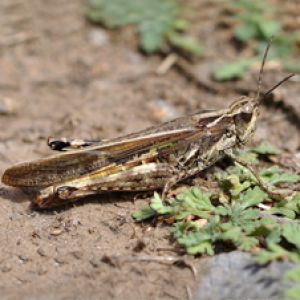 ملخ مراکشی : Dociostaurus maroccanus