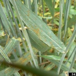  زنگ قهوه ای گندم:Puccinia recondita