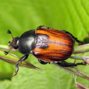 سوسک قهوه ای گندم:Anisoplia austriaca