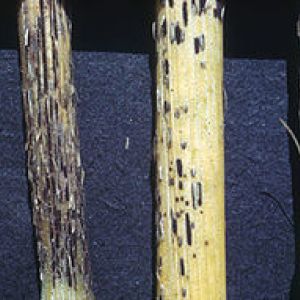 زنگ سیاه گندم:Puccinia graminis