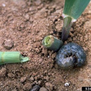 کرم طوقه بر: Agrotis segetum