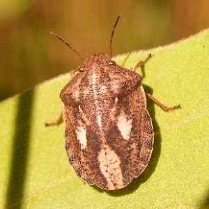 سن گندم: Eurygaster integriceps