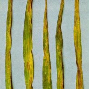 سپتوریوز گندم:Septoria tritici