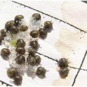 سن گندم: Eurygaster integriceps