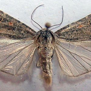 کرم برگخوار ذرت: Spodoptera exigua