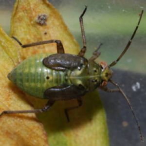  سن لیگوس: Lygus rugulipennis