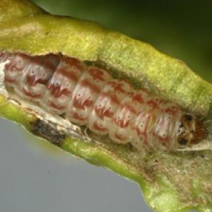  بید چغندر قند: Scrobipalpa ocellatella