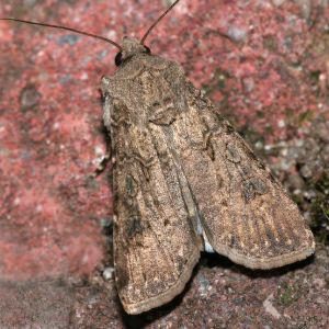 کرم طوقه بر: Agrotis segetum