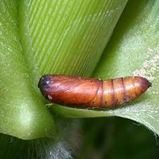 کرم ساقه خوار سزامیا