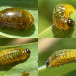  سوسک برگ خوار غلات:Lema melanopa