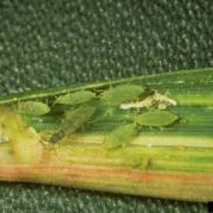 شته روسی گندم:Diuraphis noxia