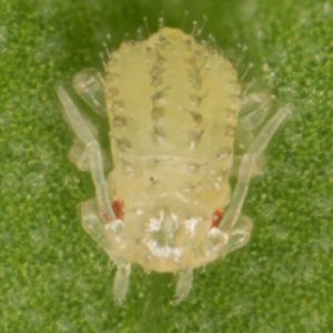شته یونجه: Therioaphis trifolii