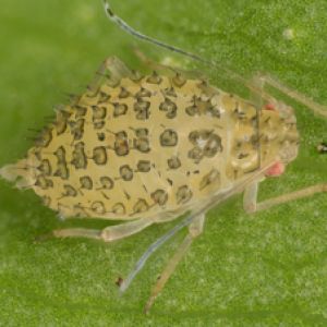 شته یونجه: Therioaphis trifolii