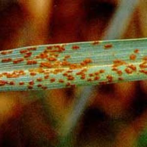  زنگ قهوه ای گندم:Puccinia recondita