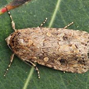  برگخوار چغندر قند: Sopdoptera exigua