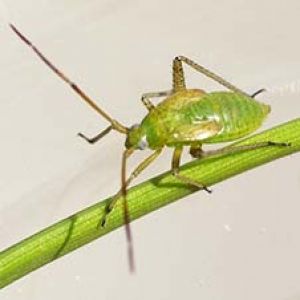  سنک غوزه پنبه: Adelphocoris lineolatus