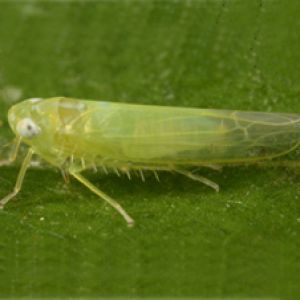 زنجرک سبز چغندر قند:Empoasca spp.