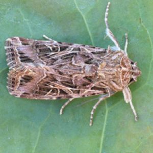 پرودنیا: Spodoptera littoralis