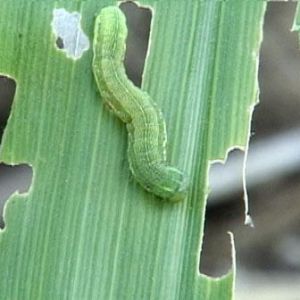 کرم برگخوار ذرت: Spodoptera exigua