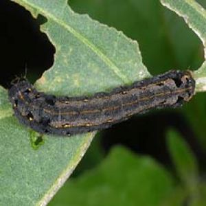 پرودنیا: Spodoptera littoralis