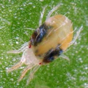 کنه تارتن: Tetranychus urticae