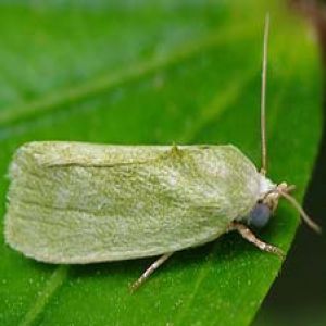 کرم خاردار پنبه: Earias insulana