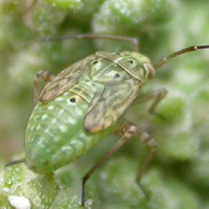  سن لیگوس: Lygus rugulipennis