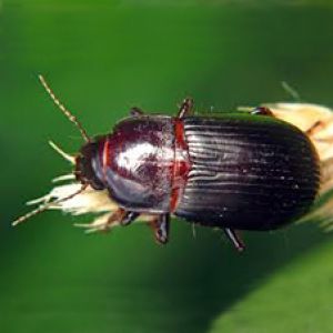  سوسک سیاه گندم: zabrus tenebrioides