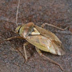  سن لیگوس: Lygus rugulipennis