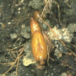  بید چغندر قند: Scrobipalpa ocellatella