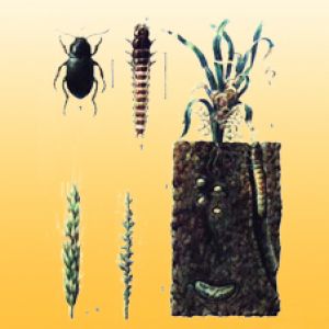  سوسک سیاه گندم: zabrus tenebrioides