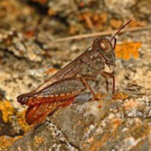 ملخ ایتالیایی: Calliptamus italicus