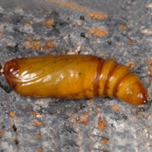  برگخوار چغندر قند: Sopdoptera exigua