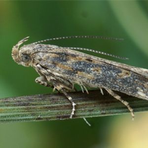  بید چغندر قند: Scrobipalpa ocellatella